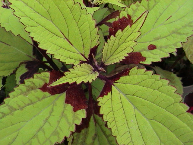 Коллекции растений ЦСБС СО РАН - Coleus rehneltianus A.Berger – Колеус ...